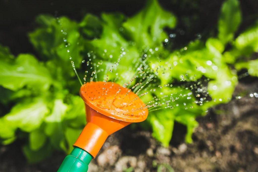 watering-plants-with-a-watering-can Services